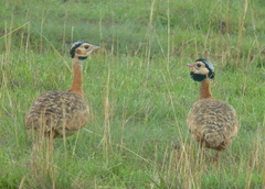 Eupodotis senegalensis