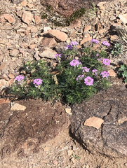 Glandularia wrightii