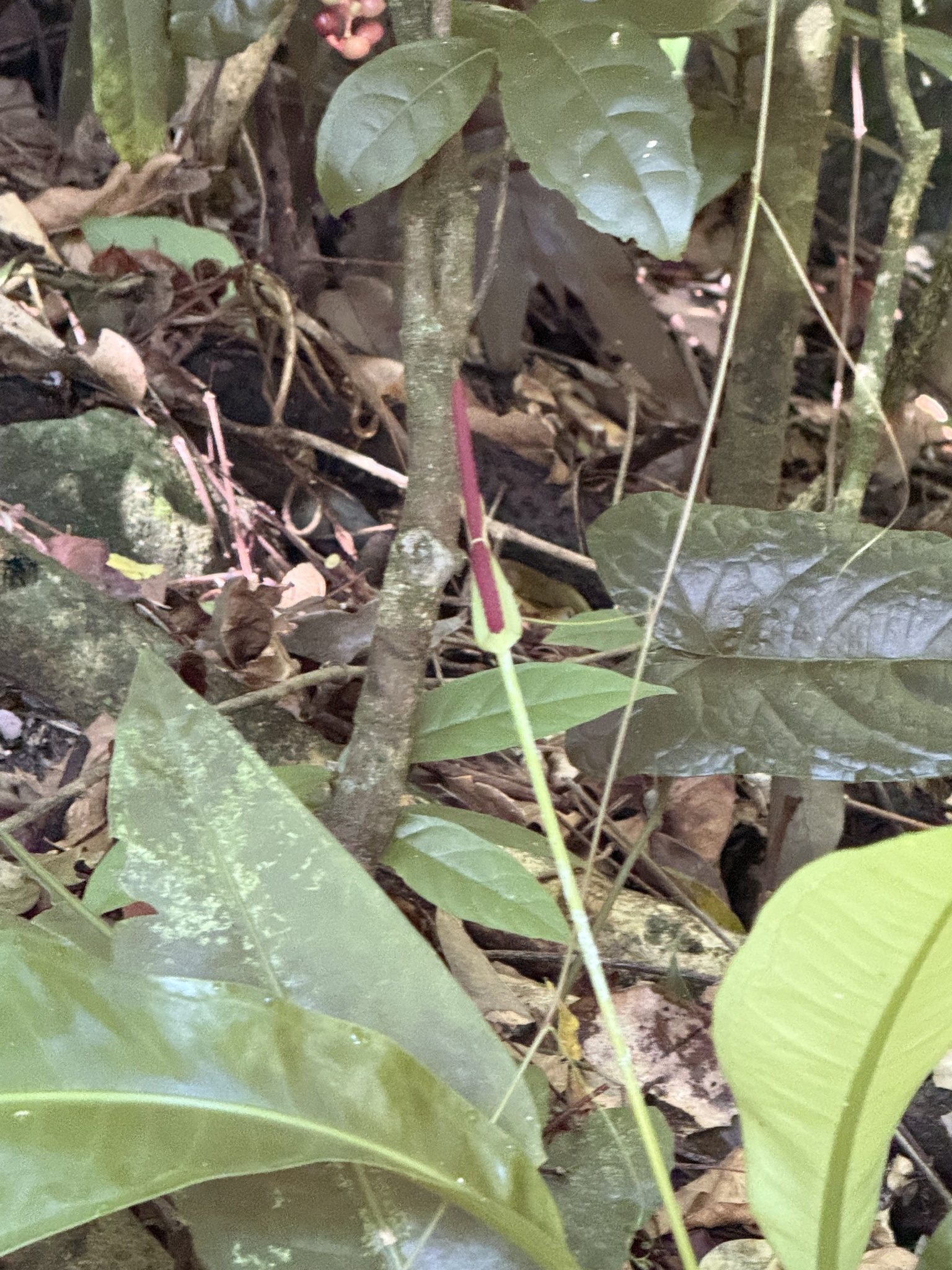 Anthurium harrisii (Graham) G.Don 3