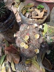 Mammillaria prolifera