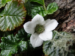 Rubus geoides