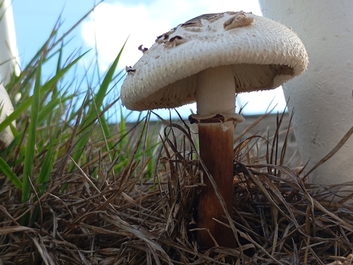 Green-spored Parasol