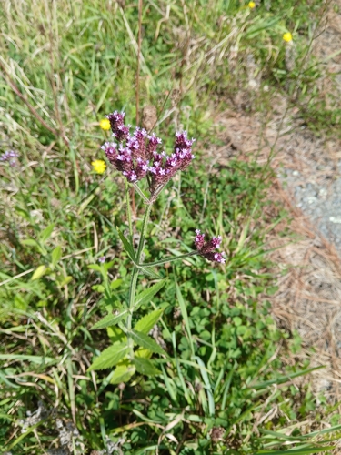 Purpletop Vervain (Verbena incompta)