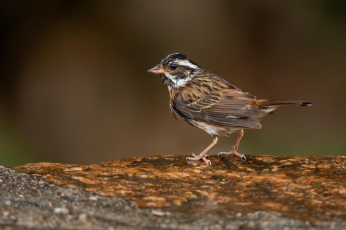 Tristram's Bunting (Emberiza tristrami), photo 7