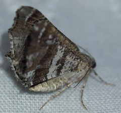 Chiasmia gratularia