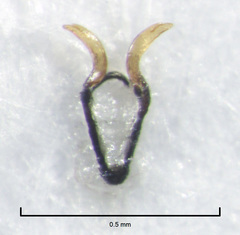 Clematostigma maculiceps