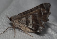 Chiasmia gratularia