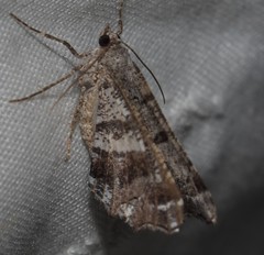 Chiasmia gratularia