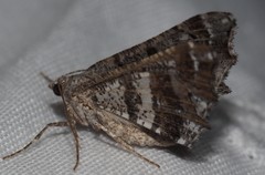 Chiasmia gratularia
