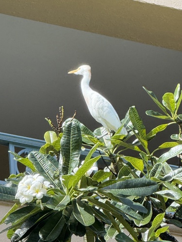 iNaturalist: (c) Paula, some rights reserved (CC BY-NC), uploaded by Paula iNaturalist image