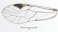 Clematostigma maculiceps