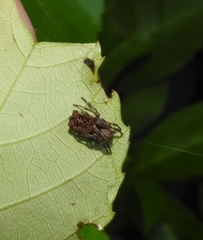 Wagneriana