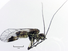 Clematostigma maculiceps