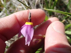 Primula poetica