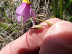 Primula poetica