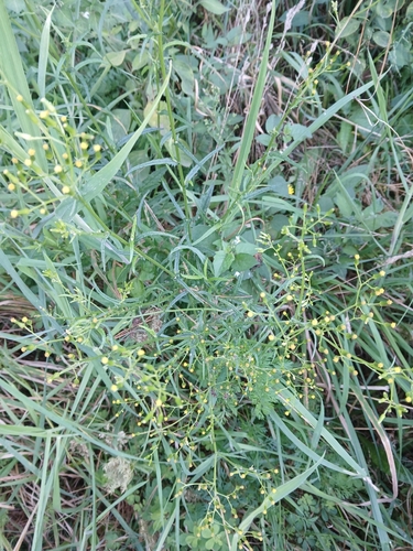 Hill Fireweed (Senecio hispidulus)