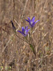Brodiaea elegans elegans