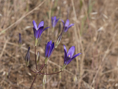 Brodiaea elegans elegans