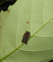 Wagneriana