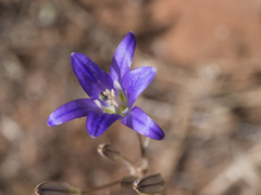 Brodiaea elegans elegans