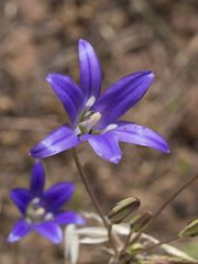 Brodiaea elegans elegans