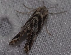 Anomocentris trissodesma