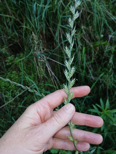 Italian Ryegrass (Lolium multiflorum)