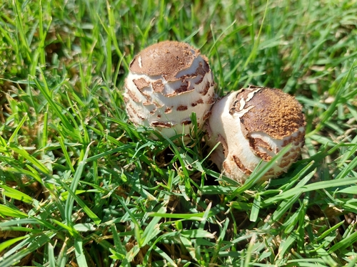 Green-spored Parasol