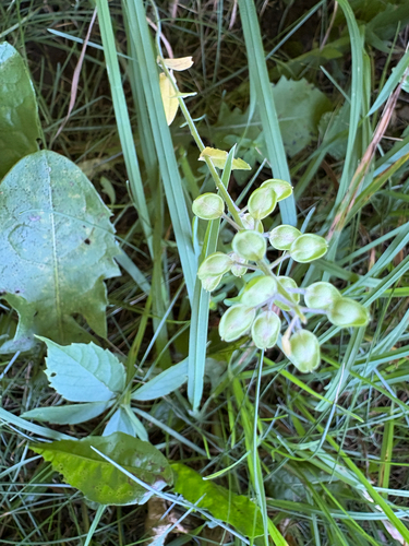 field peppergrass (Lepidium campestre)
