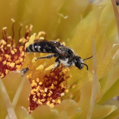 Dufourea echinocacti