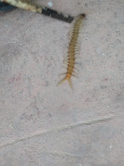 Scolopendra aztecorum