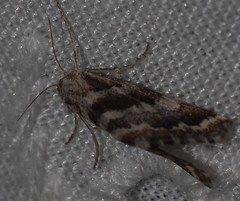 Anomocentris trissodesma