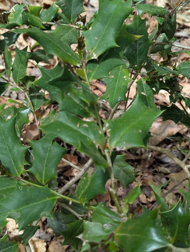 Chinese Holly (Ilex cornuta)