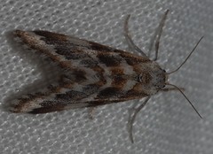 Anomocentris trissodesma