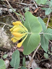 author not stated, no rights reserved Lonicera flava, photograph author not stated, no rights reserved