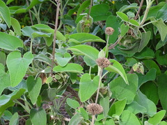 Phlomis longifolia