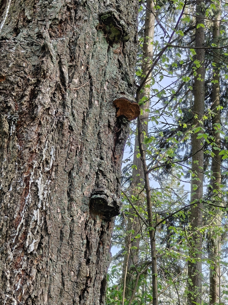 Porodaedalea pini · April 2026 · photo: © mourningdoveenthusiast (iNaturalist, cc0)
