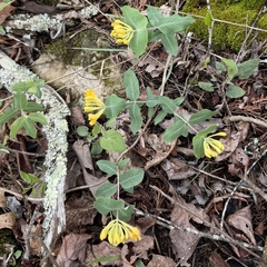 author not stated, no rights reserved Lonicera flava, photograph author not stated, no rights reserved