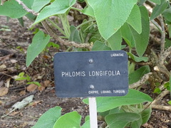 Phlomis longifolia