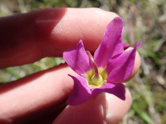 Primula poetica