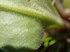 Primula poetica