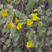 Shield-bracted Monkeyflower - Photo (c) Todd Ramsden, some rights reserved (CC BY-NC), uploaded by Todd Ramsden