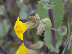 Erythranthe glaucescens