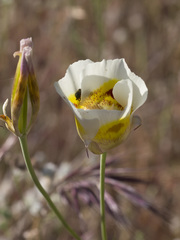 Calochortus superbus