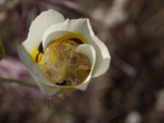 Calochortus superbus