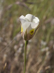 Calochortus superbus