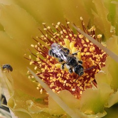 Dufourea echinocacti