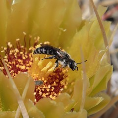 Dufourea echinocacti