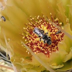 Dufourea echinocacti