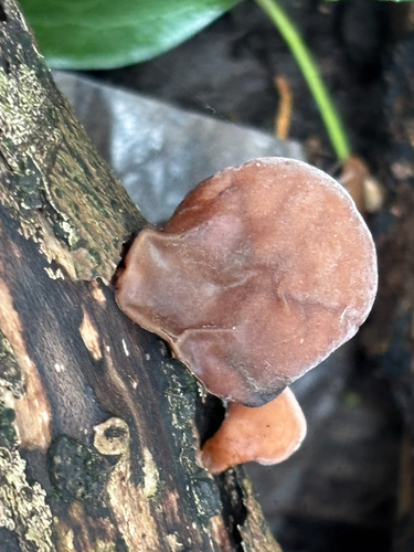 Jelly Ear (Auricularia auricula-judae)